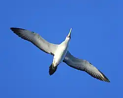 predominantly white underside of bird in flight