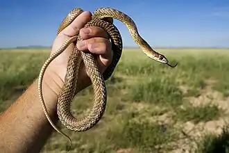 Western coachwhip (M. f. testaceus), Grant County, New Mexico