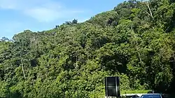 Serra do Mar coastal forests, a humid tropical forest