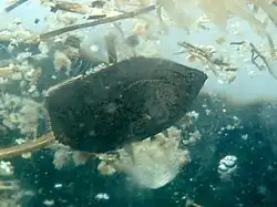 Young juvenile near a floating algae mat