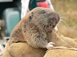 Brown gopher