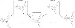 Mechanism of β-glucuronidase hydrolysis of a sugar substrate with high energy transition states showing oxocarbenium ion character depicted