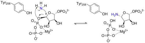 Arrow pushing mechanism for the reaction catalyzed by ATase.