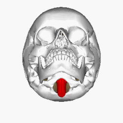 Skull seen from below. The hole through which the medulla (shown in red) is passing is foramen magnum.