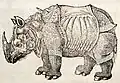 Rhinoceros woodcut