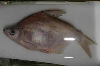 A preserved Black Amur bream fish in a glass container