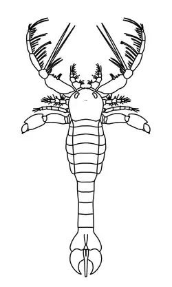 Schematic reconstruction of Megalograptus ohioensis