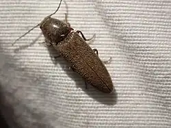 Melanotus longulus oregonensis, Canada