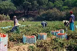 Melides is known for its tomato production