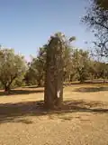 The isolated Menhir of the Almendres