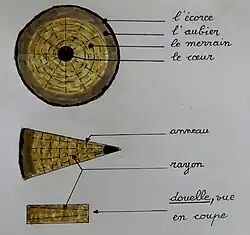 Cutting a trunk, a quarter and a stave: rays (permeable) and growth rings (impermeable).