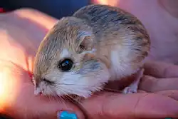 Brown and white long-tailed rat