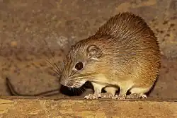 Brown spiny rat