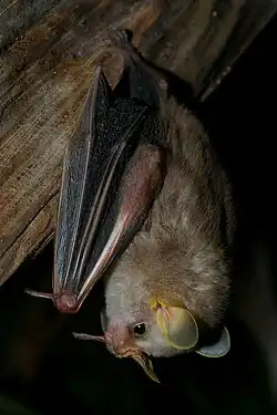 Brown bat