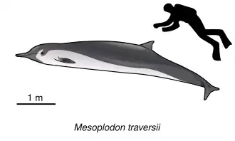 The Spade-toothed whale (M. traversii) was only morphologically described in 2012.