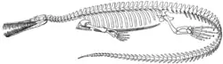 Early reconstruction of the skeleton of M. brasiliensis showing many small teeth in the jaws (MacGregor, 1908).[9]