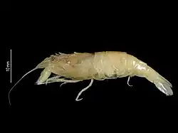 Photo of Metacrangon clevai