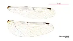 Female wings