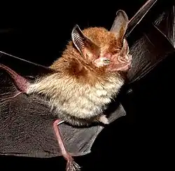 Brown bat