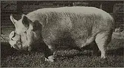 old photograph of a pig with short and upturned snout