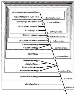 Diagram by Mikrjukov and Patterson to show the relationships of, and within, axodines, together with the proposed synapomorphies of the clades.