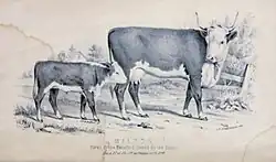 Hereford cow "Milton"