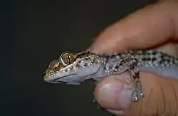 Adult being handled in Berenty Reserve