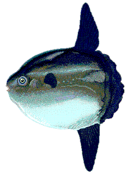 The hoodwinker sunfish Mola tecta has no caudal fin