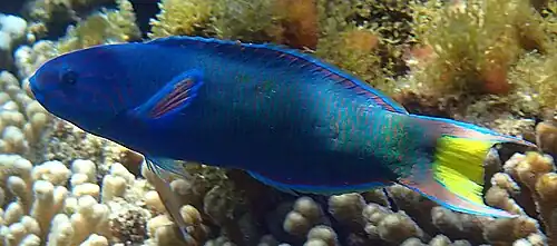 Blue coloured male