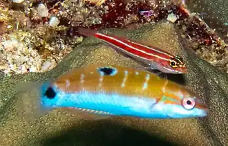 Juvenile compared to a striped triplefin