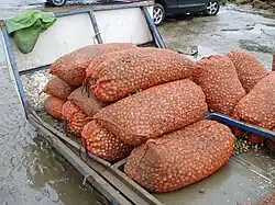 Bags of cockles picked from Morecambe Bay