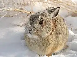 Rabbit in heavy snow, partially covered.