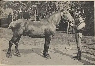 Mousse, small Breton draft animal from the Langonnet region, 4 years old, 1.52 m (1916).