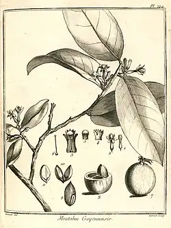 Moutabea guianensis. The image also shows some minor things about the structure of smaller parts of the plant.