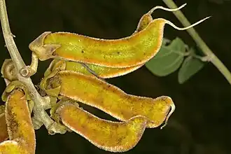 Mucuna coriacea