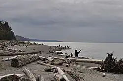 A sandy beach on an overcast day, with people fishing and wandering about. Pieces of driftwood litter the beach, but have been cleared away near the water.