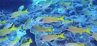 M. mimicus with Lutjanus kasmira