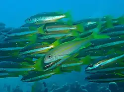 M. vanicolensis with Lutjanus biguttatus