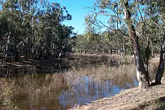 A view down the Murray River&nbsp;– every tree pictured is a river red gum.