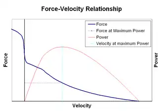Force–velocity relationship of muscle contraction