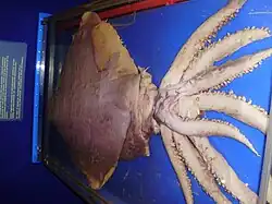Dana octopus squid (Taningia danae)
