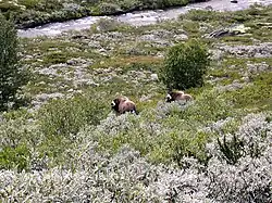 Muskox in Dovrefjell-Sunndalsfjella National Park