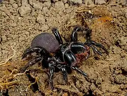 Mygalomorphae Actinopodidae Missulena bradleyi Eastern Mouse Spider The Gap Brisbane