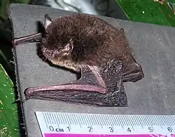 Brown bat