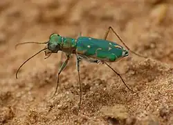 Myriochila fastidiosa