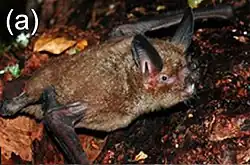 Brown bat