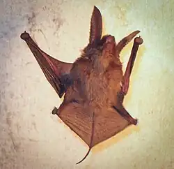 Brown bat