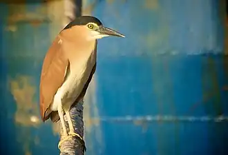 Nankeen or rufous night heron (Nycticorax caledonicus) at Fremantle Harbour, Western Australia