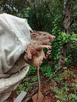 Brown long-tailed rat