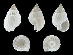 Nassarius (Zeuxis) niveus